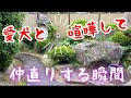 【柴犬】を本気で叱るとこんなに寂しい姿でいじけました！shiba inu