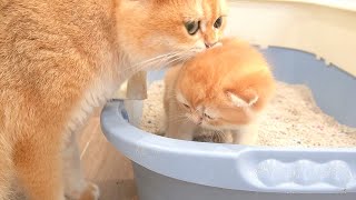 Mom cat begins to teach her kittens to go to the toilet in the right place.