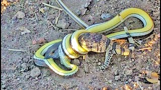 Snake vs Lizard