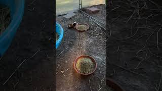 I Still Have No Idea What Startled Them  A Calm Evening Turned Into A Scurry In A Hurry