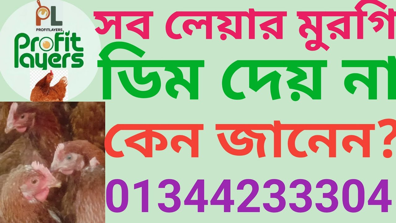 সব লেয়ার মুরগি ডিম দেয় না—এই ৭টা কারণ জানলে লস বন্ধ হবে | Profit Layers