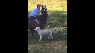 Ridding A Ing Lama Jez