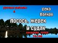 Русская рыбалка 4(рр4) - река Волхов. Лосось, жерех и судак.