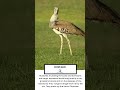 Bustard part 13 small to very large terrestrial birds,