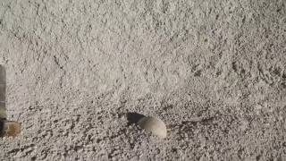 Finding An Fossil Oligocene Bird Egg