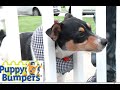 Puppy Bumpers Assorted Colors from Puppy Bumpers Puppy Bumpers Assorted Colors from Puppy Bumpers