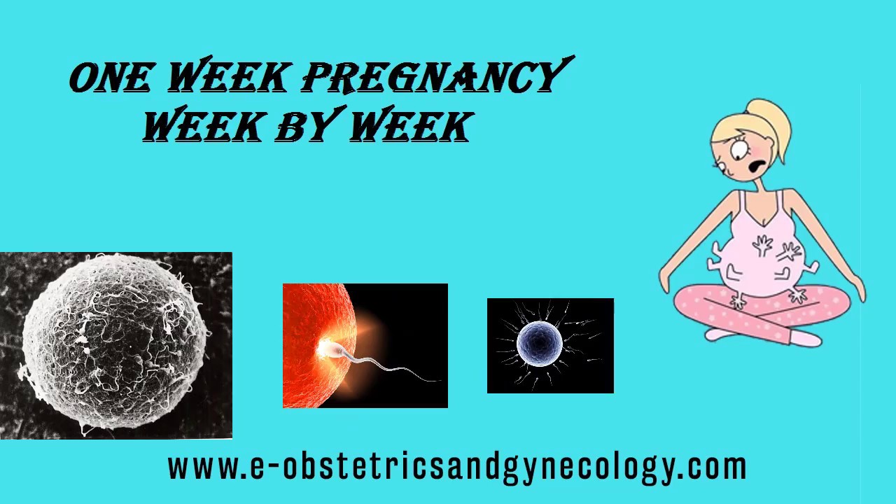 1 Week Pregnant Pregnancy Symptoms, Signs, Ultrasound, Belly and Baby