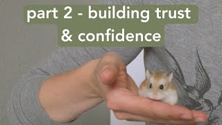 Taming & Handling Your Roborovski Hamster  PART 2: Building Trust & Confidence