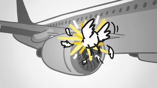 Why Don't Birds Cause MORE Crashes