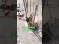 electrical work copper joint #electrical #electrician #electric #short