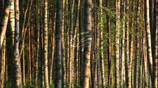 Vlad Gluschenko - Birch Grove