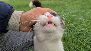 Dozens of cats take a walk in the park with me.