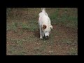 Doggy, Doggy, Everywhere