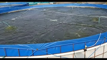 Biofloc fish farming details part 1
