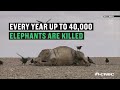Africa's elephants in trouble | CNBC International