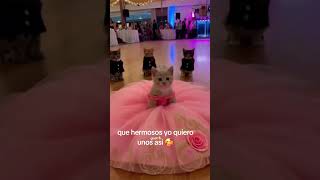 que lindos verdad los michis 🥰🥰🥰#amorgatito #hermos