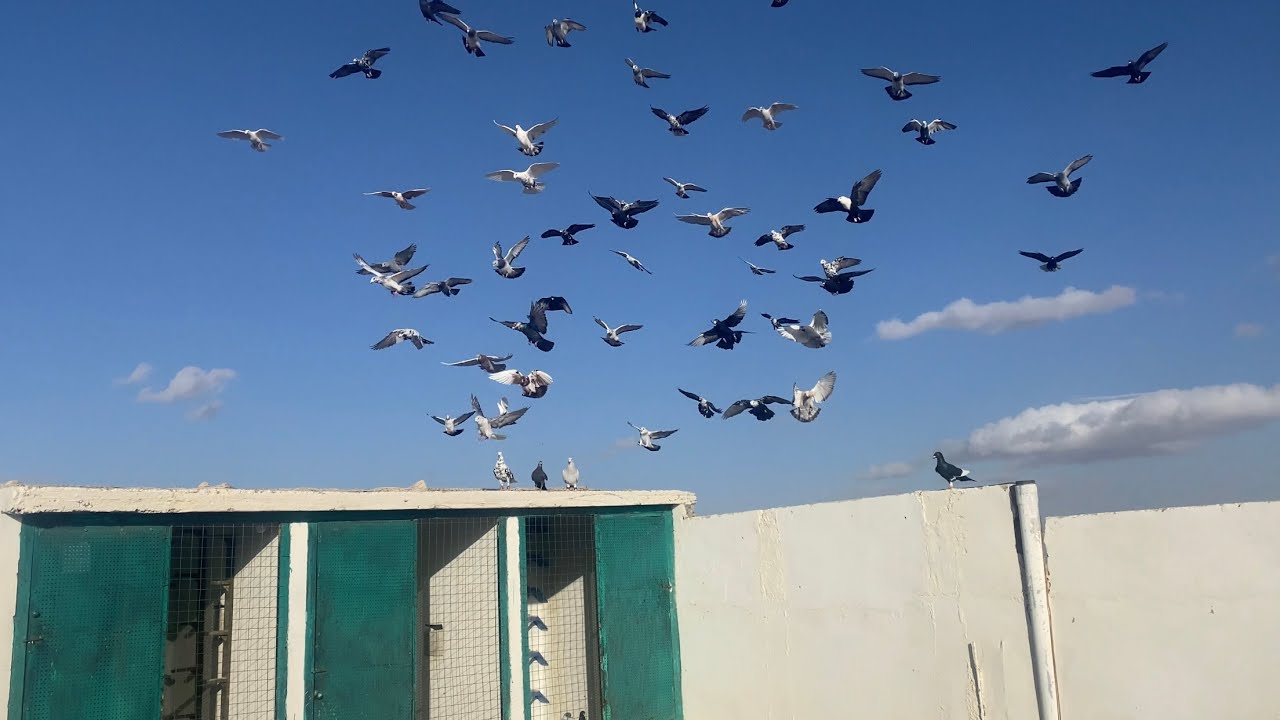 زياره اجمل سطح عند اخونا نصر