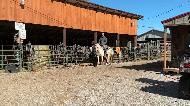 🫶🏼😍000-Registered palomino QH gelding 18months 15h $5500+40 coggins 