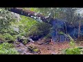 100 hours solo bushcraft build a shelter near a stream catch snails relax and sleep for the night