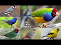 All Finch Species in the World types of finches  finch breeds