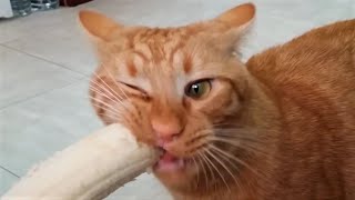 Funny cat videos 2023😆 Funny animal videos - Funny animals 297 by Happy Dog 546,653 views 9 months ago 10 minutes, 13 seconds