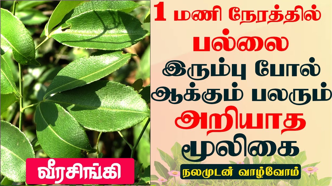 ஒரு மணி நேரத்தில்  பல்லை இரும்பு போல் ஆக்கும் பலரும் அறியாத மூலிகை | Nalamudan vazhvom