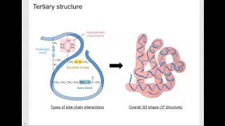 Biochemistry Unit: Proteins