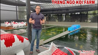 Phòng bệnh cho cá Koi. #Koi #Koipond #ThangNgoKoiFarm #vikhuan #Kysinhtrung #koidisease