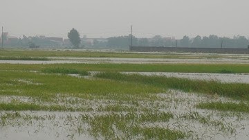 Nghệ An: Hàng ngàn ha lúa bị ngập sâu trong nước