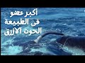 لماذا يقذف الحوت الأزرق 1800 لتر من السائل المنوي قضيب الحوت الأزرق لماذا يقذف الحوت الأزرق 1800 لتر من السائل المنوي قضيب الحوت الأزرق