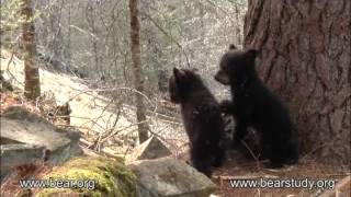 April 27, 2012 - Jewel the Black Bear - Play Play Play