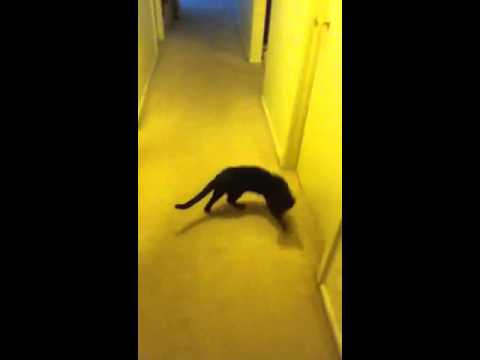 Vestibular Syndrome Cat Quality of Life to Put Down or Not - YouTube