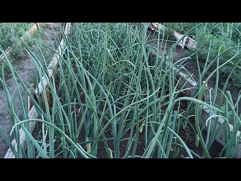 Important feed for onions and see how big they grow