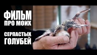 Film about serpasto pigeons / Фильм про моих серпастых голубей Film about serpasto pigeons / Фильм про моих серпастых голубей