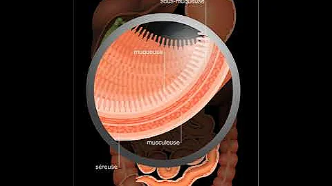 Quelles sont les caractéristiques de l'intestin grêle ?