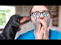 The story of dachshund sneak! Funny dog video!