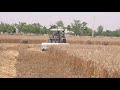 Wheat cutting season start in layyahmera layyah