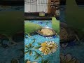 day - 57 Cute Parrot Eating Food With Funny Reaction 😂 | Chintpak Dham Dham Parrot Shorts #shorts