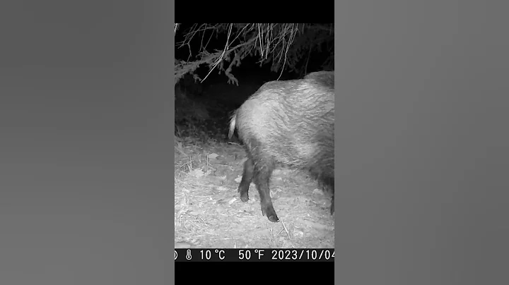 Wild Hogs Spotted on Trail Camera! #shorts