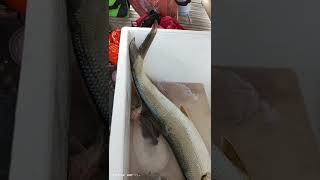 Bandeng laut lebih panjang dari bandeng tambak #bandeng #mangsihkepuhfishing