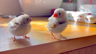 Adorable Baby Zebra Finch Arrived New Home. Just Left The Nest. Juvenile Brother Taking Care Of Her.