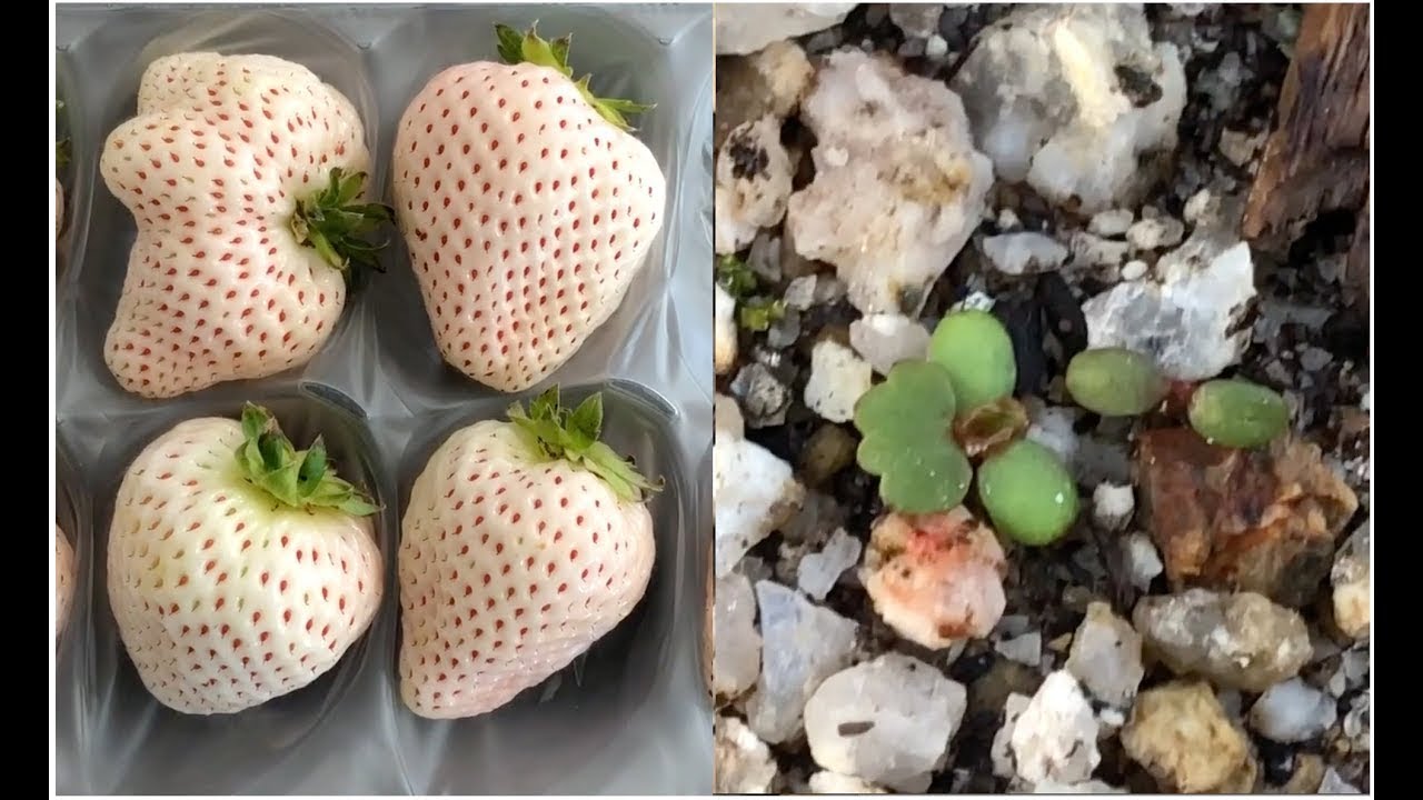 白いちご × ド素人的家庭菜園 × 栽培日記#01】これ、いちごの芽ですか