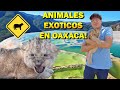 Así es la Venta de Animales Exóticos en #Oaxaca!! 💰🦁🦜🔥