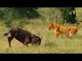 Wildebeest Passes Out in Front of Lion Mid Hunt