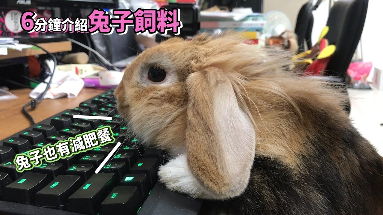 6分鐘了解兔子的草與飼料怎麼選！一割二割的差別|兔子也有減肥餐！｜幣寶養兔教學系列 EP.4｜ChampKnows【冠軍知道】