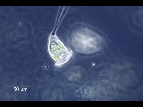 Video: Wo befinden sich die Nahrungsvakuolen der Vorticella?