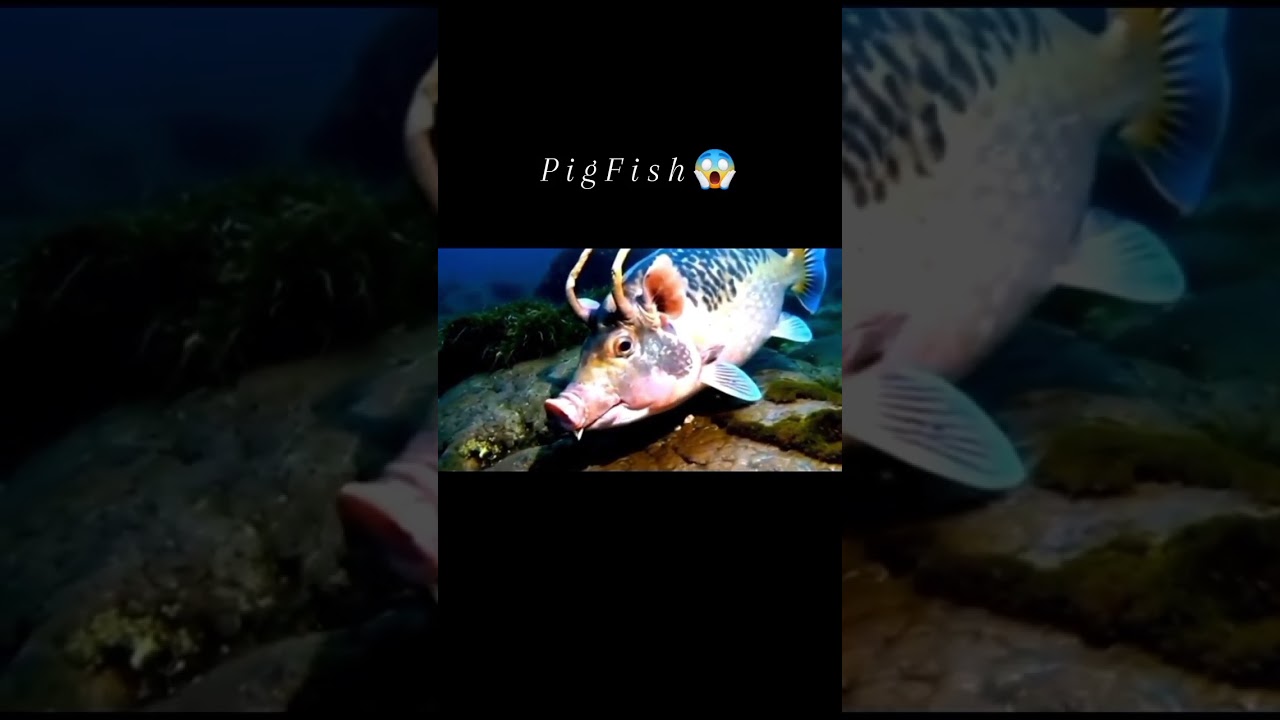 PigFish for real?😱