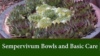 How to Make a  Succulent Arrangement in a Bowl or Dish using Sempervivums