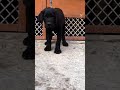 #labrador #labradorretriever #love #dogshorts #dogbreed #trendingshorts #dog #pets #youtube