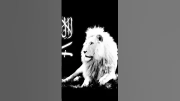 هبة كالريح كالريح قوية 